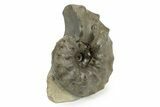 Triassic Ammonite (Ceratites sublaevigatus) Fossil - Germany #242198-1